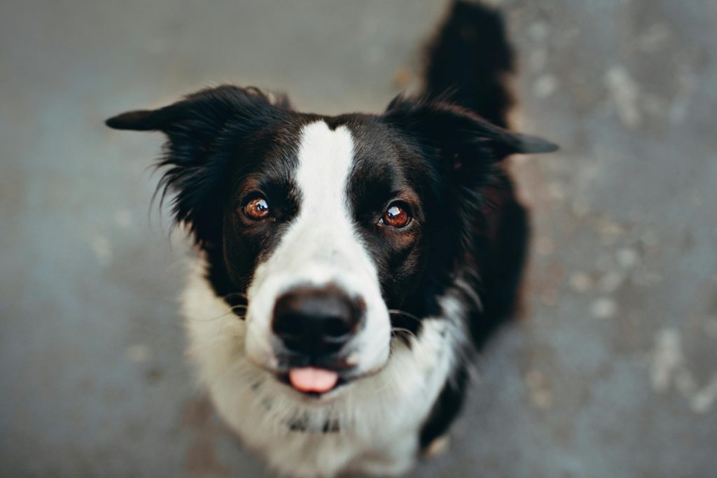 Din hund är inte ouppfostrad – den försöker bara förstå dig