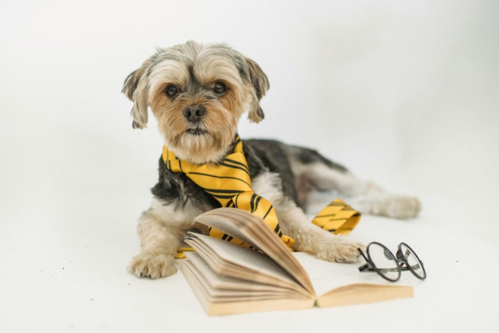 Är din hund bland de smartaste? Här är topp 10 över de mest intelligenta hundraserna